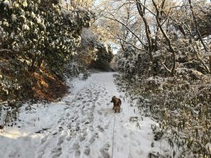 Dog walking in the snow