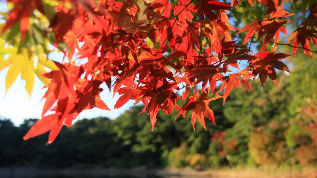 Autumn Leaves on Rokkosan